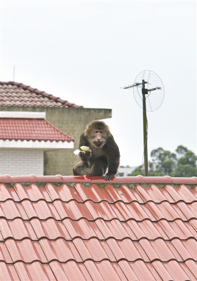 猴哥在居民家楼顶有吃有喝赖着不走