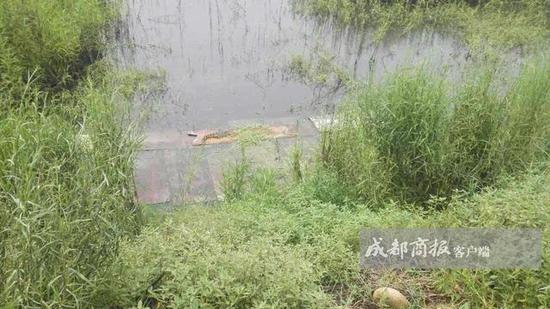 水塘现惊人鳄鱼