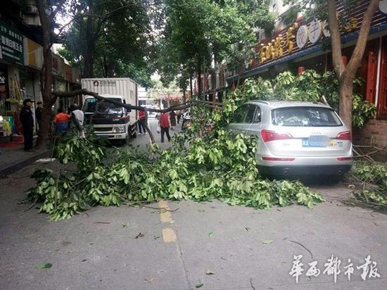 货车撞断行道树枝丫 路边奥迪躺枪被砸