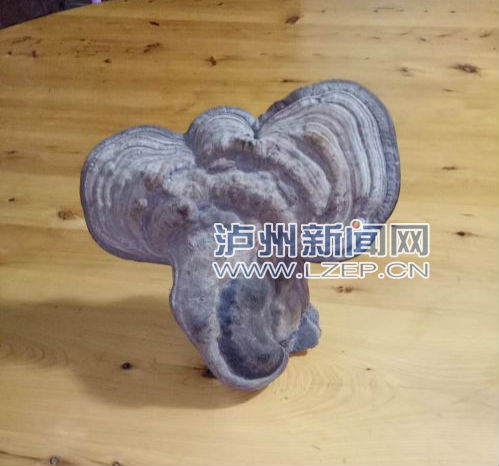 葛志勇发现的形似大象头的树舌