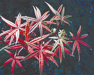 五小叶槭