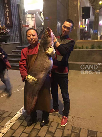 超大鲶鱼