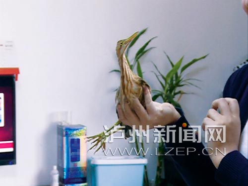 市民发现的黄尾鹣