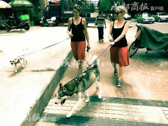 成都来了外国“遛狗保姆”