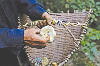 古蔺县古蔺镇枣林村,村民何克良在山上采摘的野生菌,当地人称之为“石灰菇”