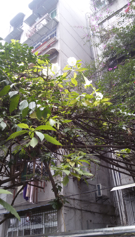 曼陀罗