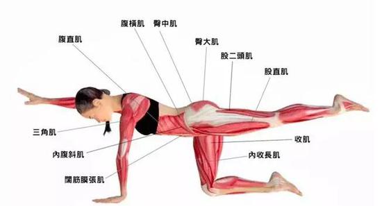 核心肌群训练动作核心肌群训练动作