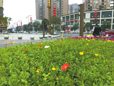 内江兰桂大道口,格桑花已开。罗尹摄