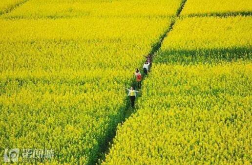 四川赏花线路有哪些 2017一起去看花海_成都