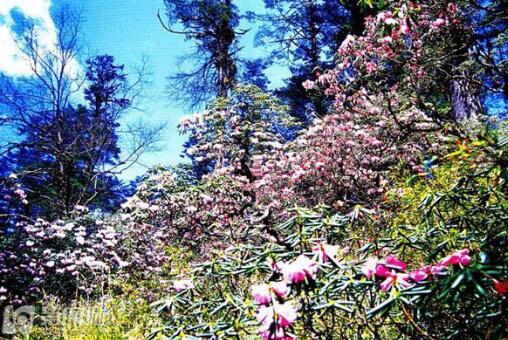 四川赏花线路有哪些 2017一起去看花海_成都