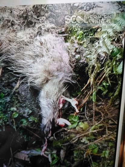 大熊猫啃食的山羊尸体
