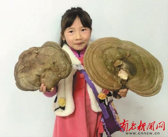 小女孩拿着爸妈采回的“灵芝”
