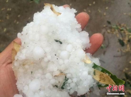 资料图 甘肃榆中县局地突降玻璃球大小冰雹,致使枣树等果实跌落或被打伤,玉米、马铃薯等农作物不同程度受灾。周小龙 摄