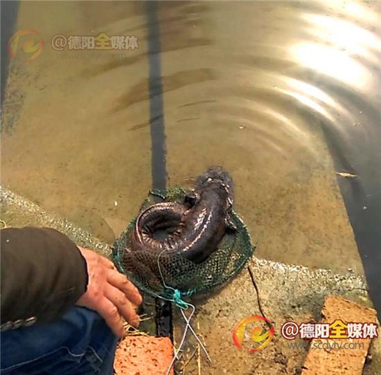 放生娃娃鱼