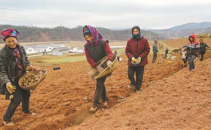 人勤春来早。近日,住上好房子、过上好日子的昭觉县洒拉地坡乡高山村彝族群众忙着春耕播种,村民马比拉合全家出动。本报记者 吴传明 摄