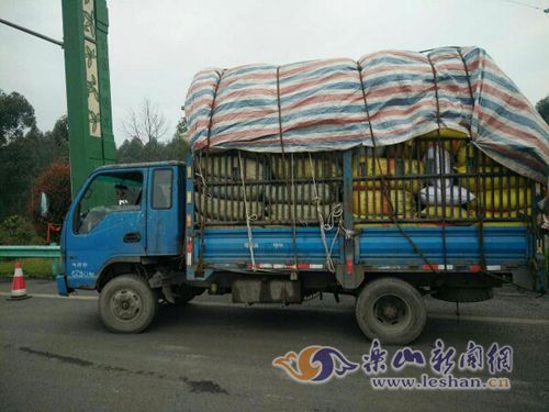 胆子大 乐山男子持C照开货车12分全扣光