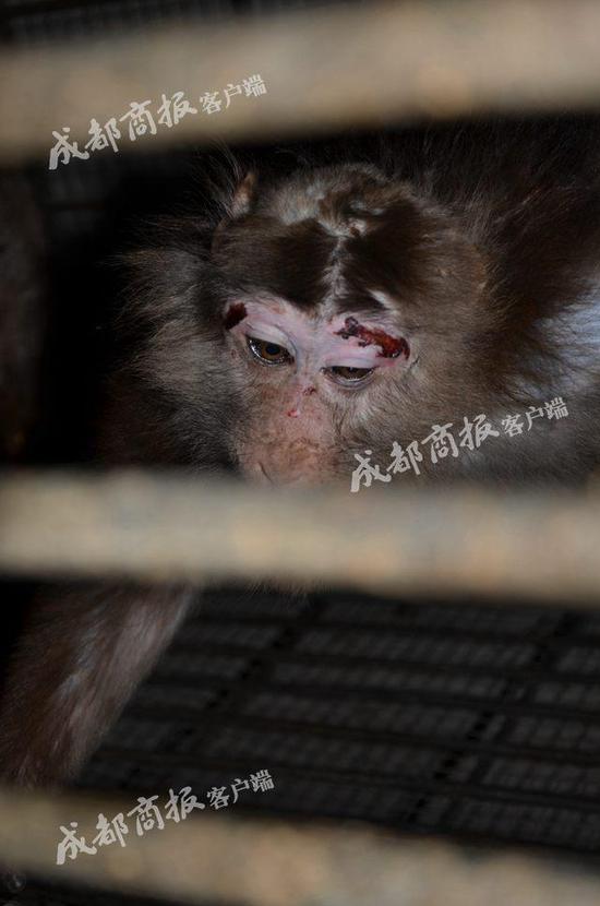人民公园动物园猴子的脑壳都烂了。如果真的是病,这算不算动物园管理人员失职呢?有网友14日发帖称,内江人民公园动物园内,一只猴子的头部烂了。16日,内江人民公园动物园称,网友所称的那只川猴是头部和前臂受伤,可能是因为这个季节猴子发情时打架所致。目前,该猴子在接受治疗后,已单独关在一个笼子里养伤。 16日上午,成都商报客户端记者在动物园内发现,受伤的猴子已被单独关在一个笼子里,后脑勺上的伤口缝合处仍十分明显。 可能需要单独养伤1个月,才能回到猴舍里。动物园两名工作人员介绍,受伤的猴