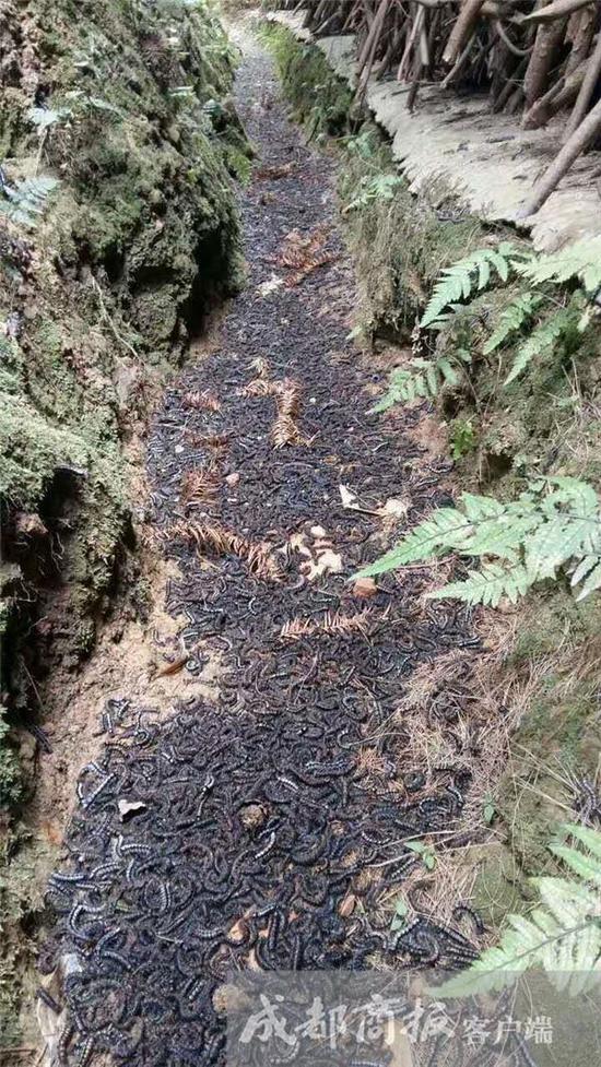 阴沟里全是松毛虫