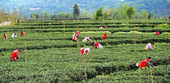 洪雅茶园,茶农正在采摘新鲜绿茶