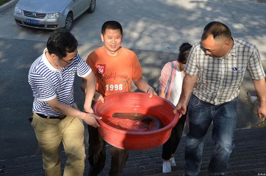 娃娃鱼即将被放归