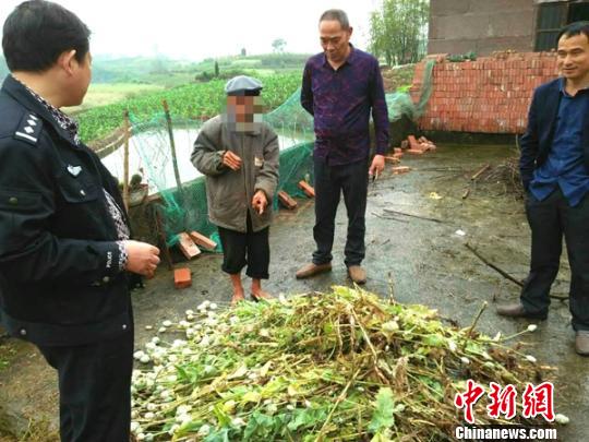 警方对私种的罂粟进行收缴并销毁。张真德摄 张真德 摄