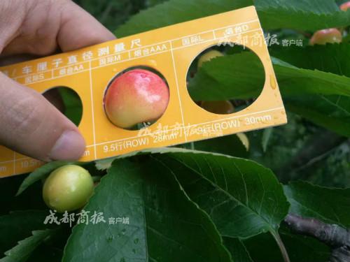 正宗汶川车厘子才刚刚泛红 (图片拍摄于本月15日前后)