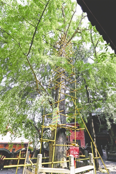 石经寺里正在治理白蚁的唐代银杏