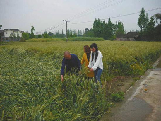 王伶俐与王志全来到所管理的田地查看作物生长。受访者供图