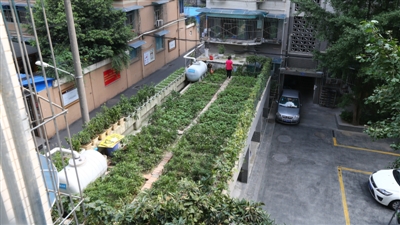 小区车库楼顶上的菜园