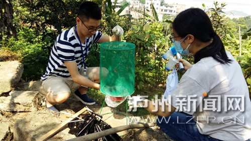 泸州市疾控中心的专家监测蚊虫密度