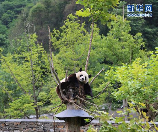 8月11日,一只成年大熊猫在卧龙中国大熊猫保护研究中心神树坪基地的树上玩耍。新华社记者吴光于摄