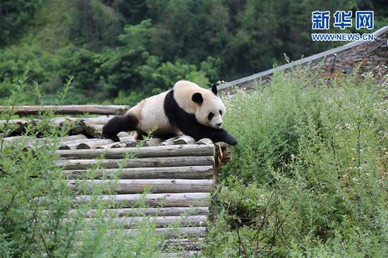 8月11日,一只成年大熊猫在卧龙中国大熊猫保护研究中心神树坪基地内玩耍。新华社发(杨进 摄)