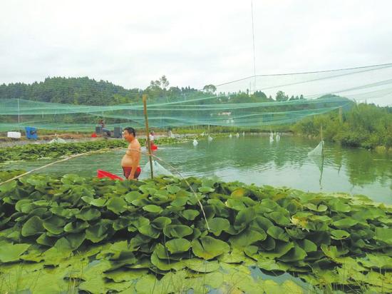 泥鳅养殖场准备关停。