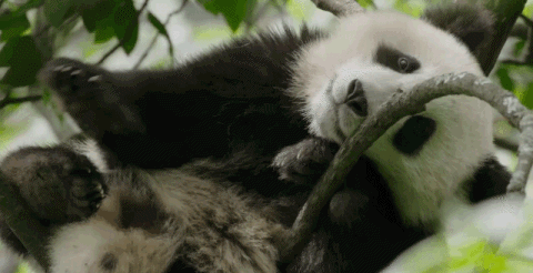 壁纸 大熊猫 动物 480_246 gif 动态图 动图