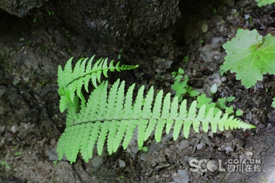 蕨有什么成语_金狗毛蕨有什么药效(2)