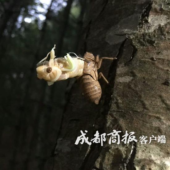 ▲金蝉脱壳