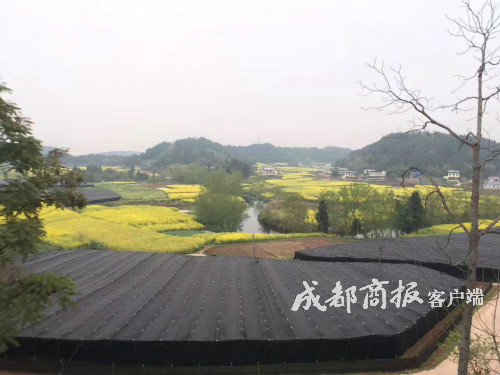 ▲邓德山在大英县玉峰镇转龙坝村的三七种植基地