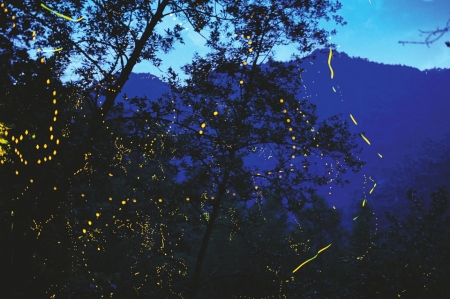2015年6月10日,邛崃山天台山景区,满天飞舞的萤火虫。