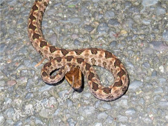 成都青城山发现独角蛇 专家：基因突变或发育异常