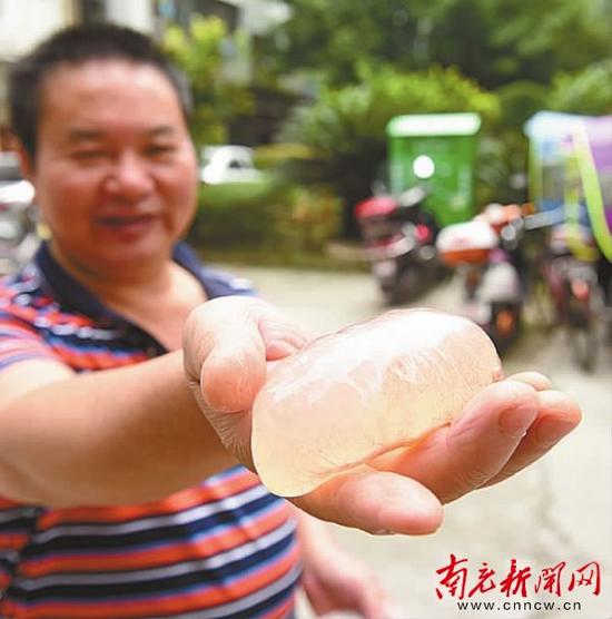 杨先生从鸡肚里面取出的异物