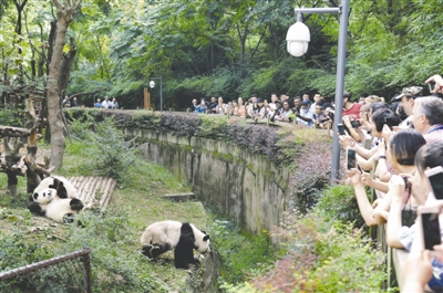 昨日,参加世界旅游组织大会的嘉宾参观大熊猫繁育研究基地
