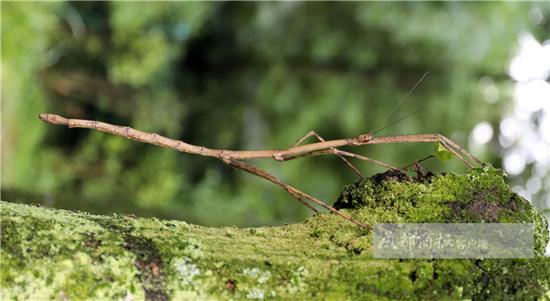 四川巨竹节虫收到吉尼斯证书 身长64厘米成为