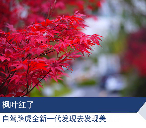 枫叶红了 自驾路虎全新发现去发现美
