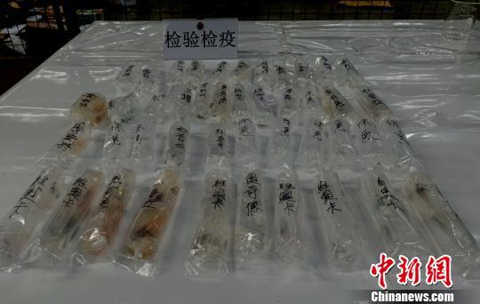 四川检验检疫局陆运办截获的活体虾苗。 钟欣 摄