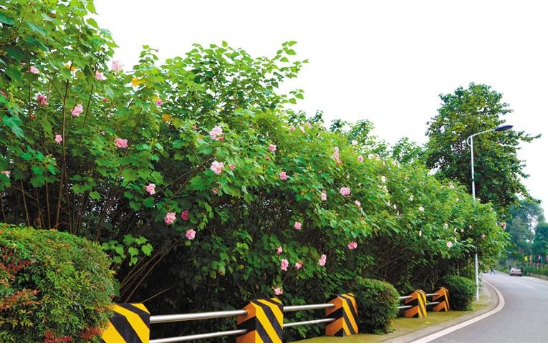 通过合理增加栽花栽植,蜀龙路“颜值”水平得到提升
