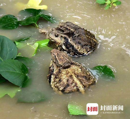 背儿逃生