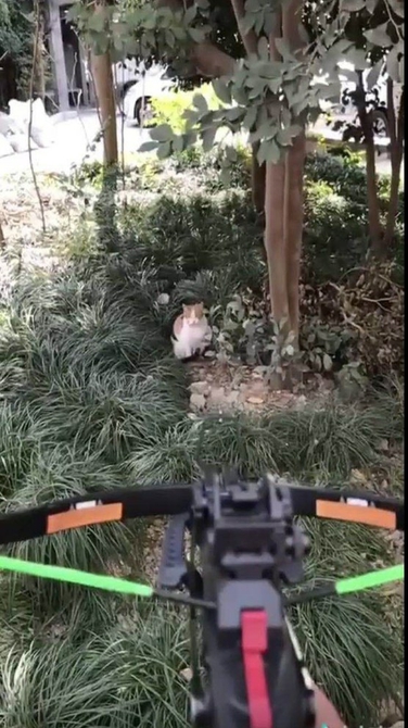 视频中,有人准备射杀猫。