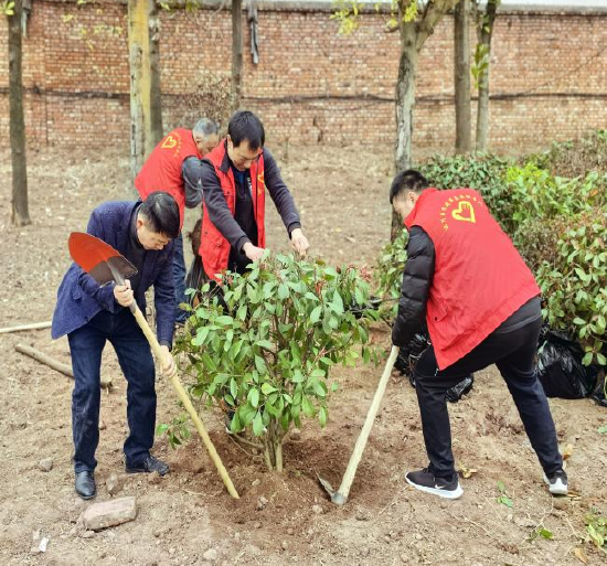 志愿者种植红叶石楠