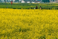 撩起春天的帘子