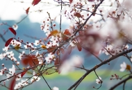 甜城湖畔迎春绽放